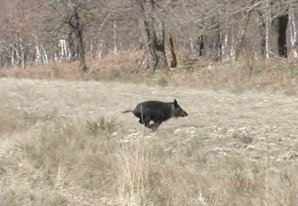 sanglier en pleine course