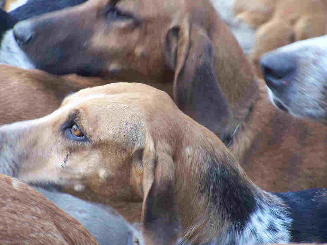 chiens anglo-franais