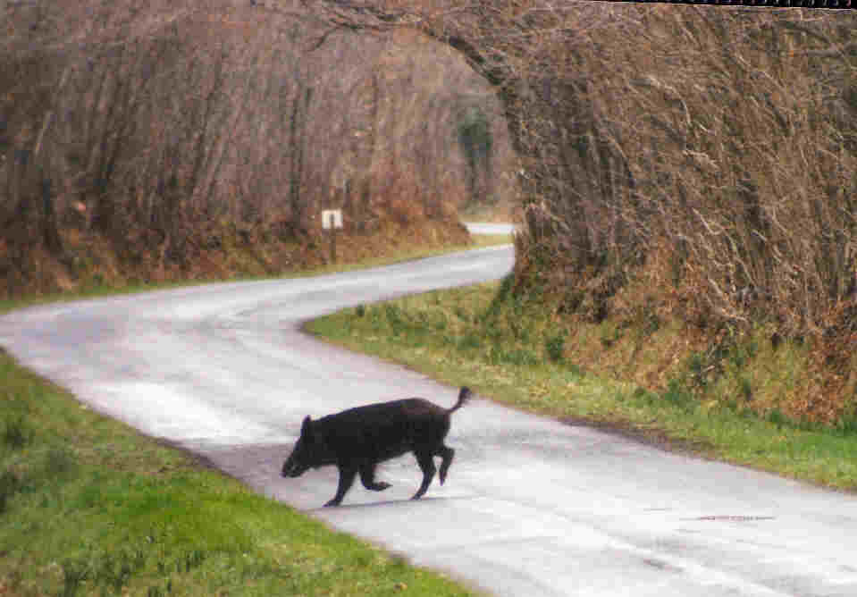 traversée de route par un sanglier