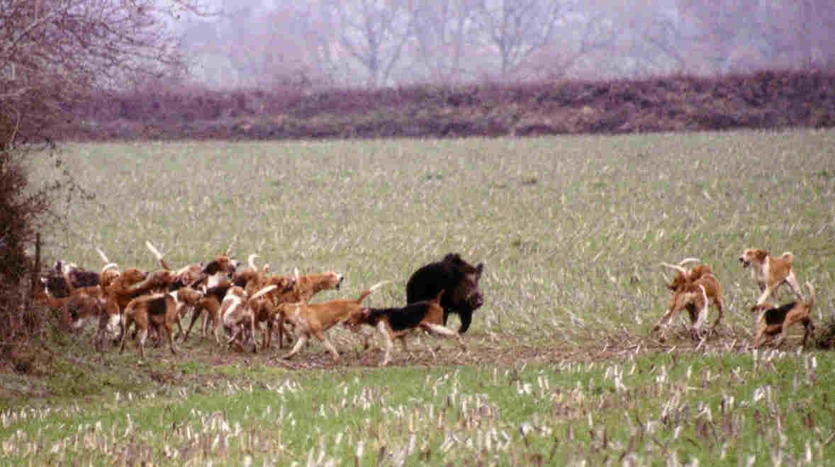 ferme roulant de sanglier