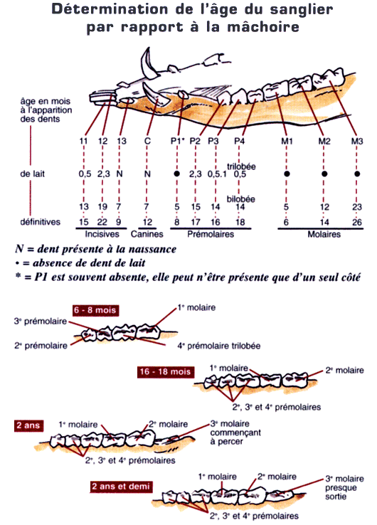 Dentition du sanglier