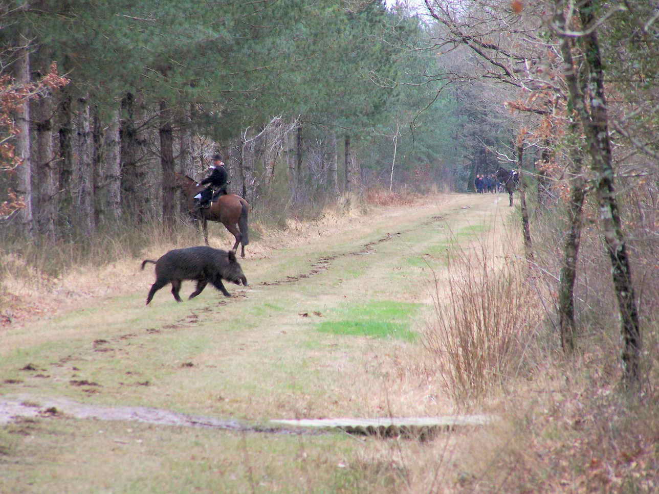 Chenils - Le-Chasseur