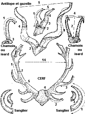 cotation des trophées