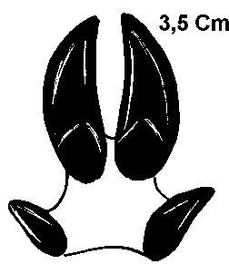 Empreinte de marcassin de deux mois