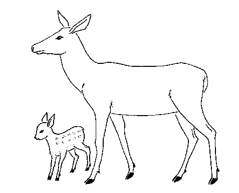 biche et faon