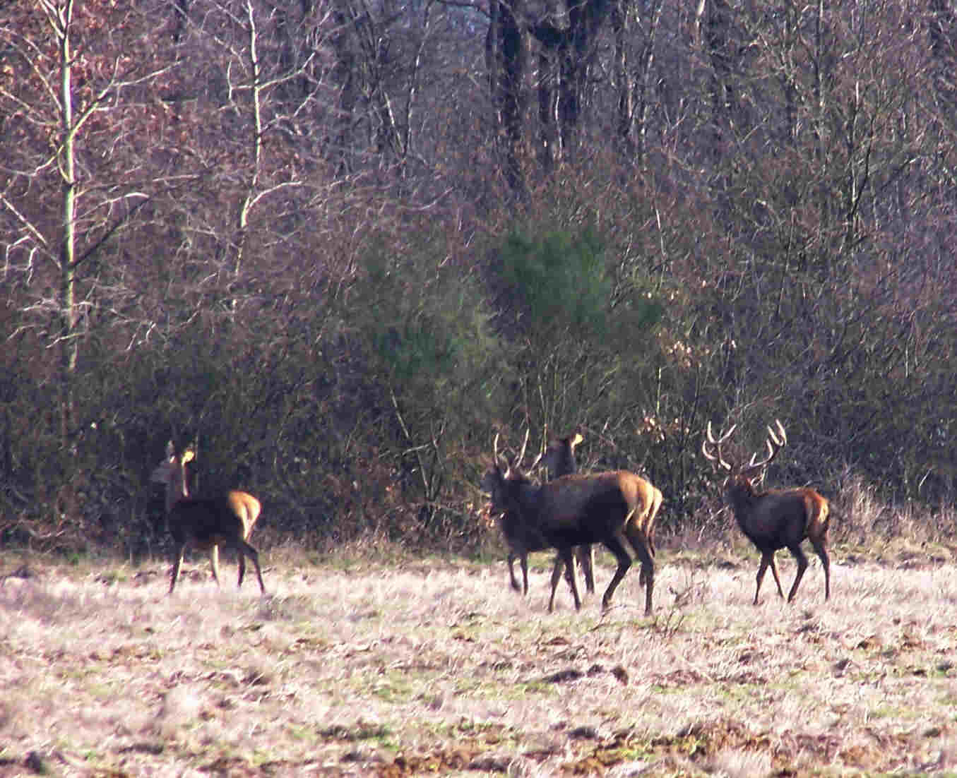 harde de cerfs