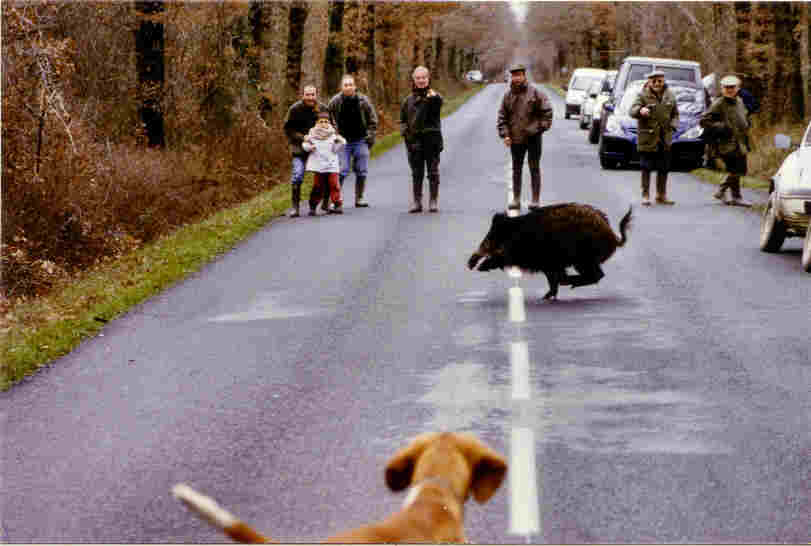 sanglier traversant une route