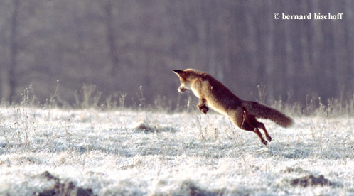 renard