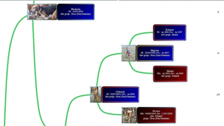 Calcul et affichage de la généalogie des chiens